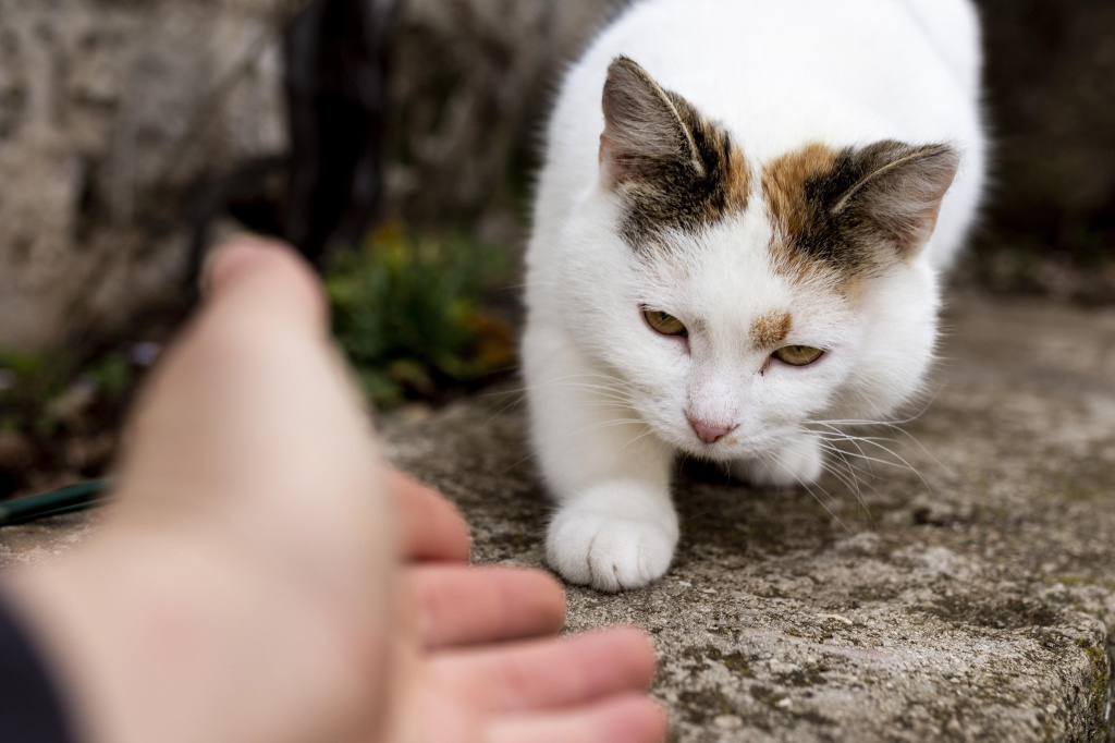 Профилактика возникновения неприятных запахов от кошачьей мочи - фото